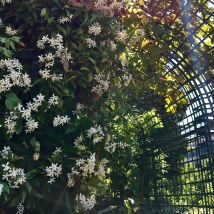 flowering jasmine and arch